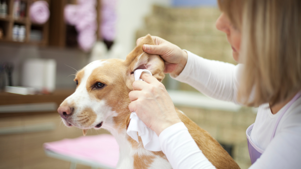 šunų ausų erkutės gydymas
