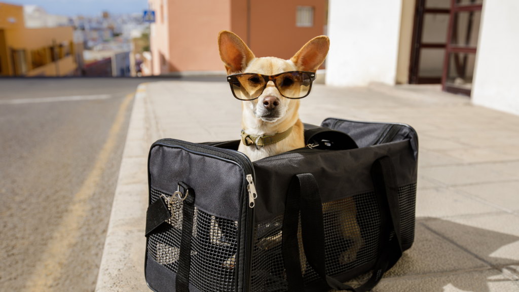 šuo krepšyje pasiruošęs atostogauti, nes turimas augintinio pasas