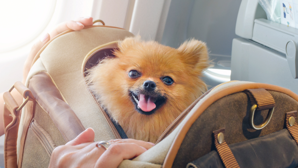 šuo turi šuns pasą, todėl ramiai sėdi krepšyje ir keliauja lėktuvu su savo šeimininku