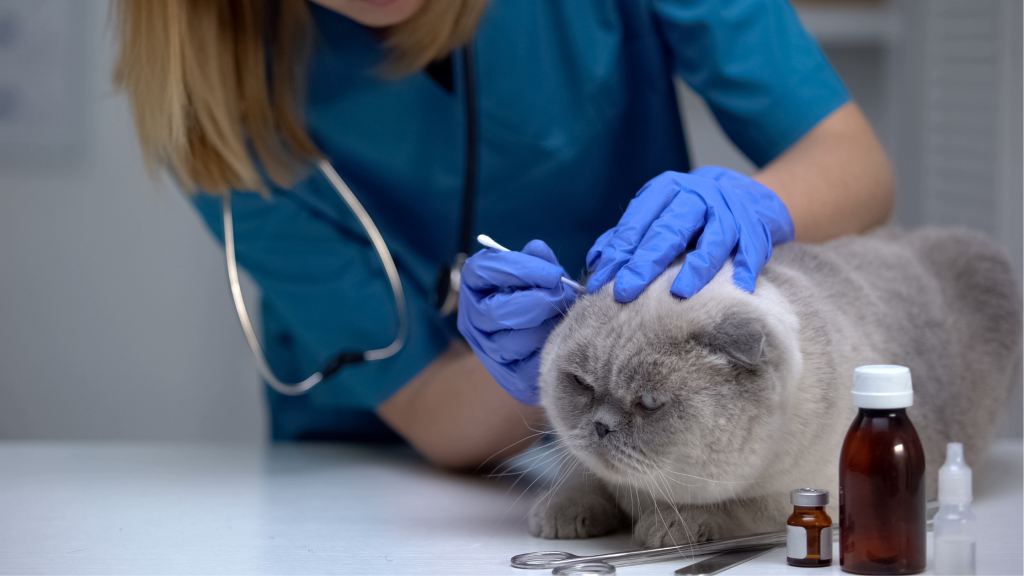 veterinarijoje gydomos katės ausys