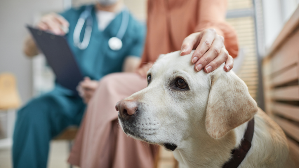 šuo veterinarijos klinikai ruošiasi čipavimui