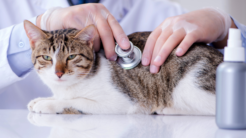 katė pas veterinarą tikrinama dėl kačių pieno liaukų navikų