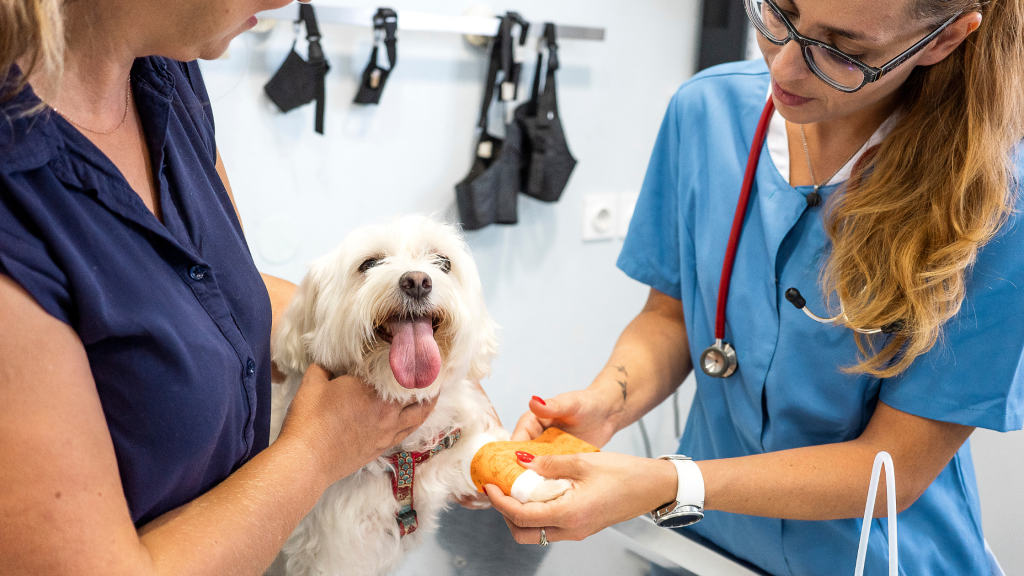 šuo veterinarijos klinikoje