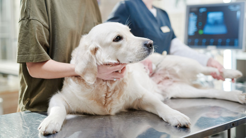 šuo veterinarijos klinikoje tikrinamas dėl šunų akių ligų