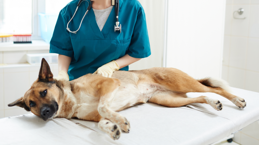 vet klinikoje šuo gydomas dėl akių ligos