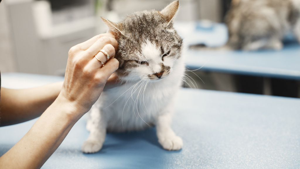 kačių cukrinis diabetas, mielas katinas sėdi vet klinikoje dėl šios ligos, jį glosto