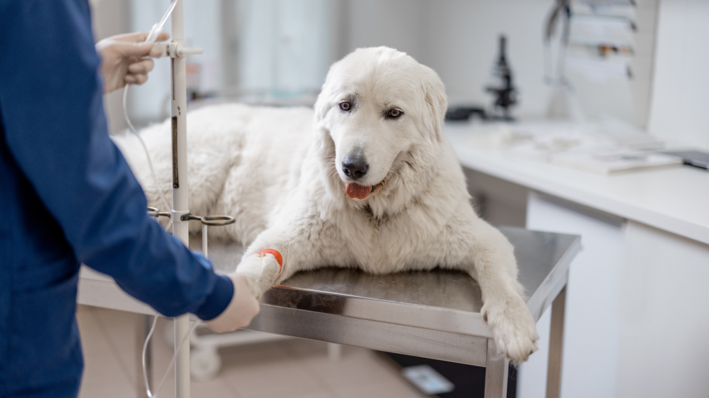 šuo veterinarijos klinikoje