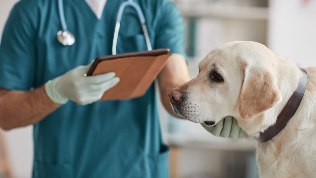 šuo veterinarijos klinikoje prieš nukirminimą